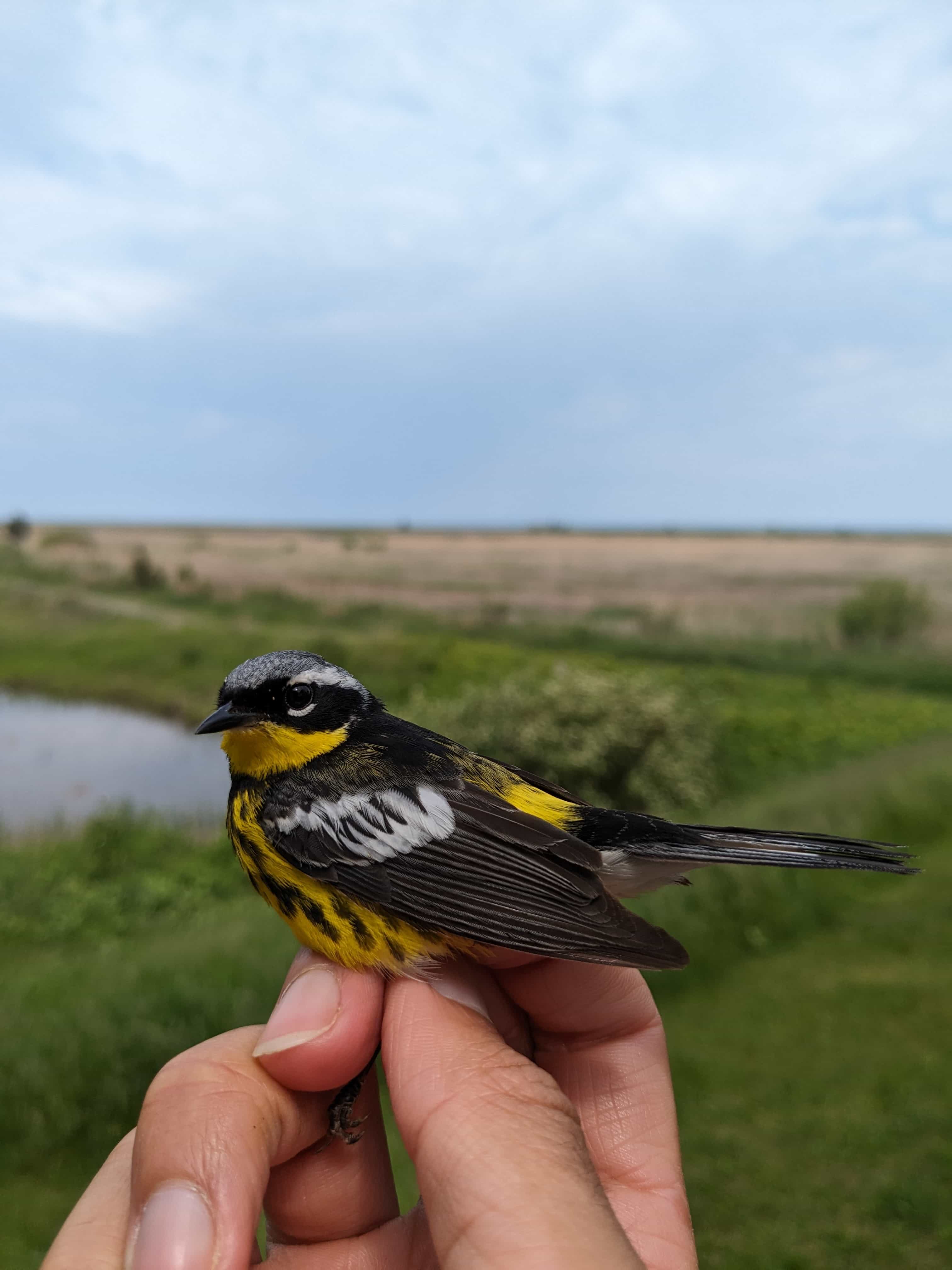 Magnolia Warbler